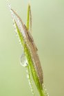 Close-up of nursery web spider on blade of grass covered by dew drops. — Stock Photo