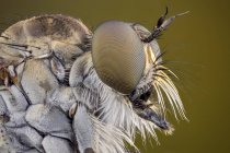 Robberfly insect eyes and antennas, detailed portrait. — Stock Photo