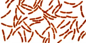 Bactérias do lactobacilo no microbioma humano do intestino delgado, ilustração digital . — Fotografia de Stock