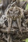 Camouflaged orbweaver spider on dried wild plant. — Stock Photo