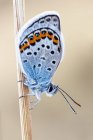 Primer plano de Idas mariposa azul en rama delgada . - foto de stock