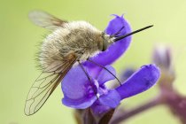 Primer plano de la mosca de la abeja en la flor de la rapsodia rosa . - foto de stock