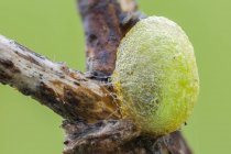 Close-up de larva de traça em casulo no ramo da planta . — Fotografia de Stock