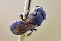 Close-up of hymenopteran insect hanging on plant stem. — Stock Photo