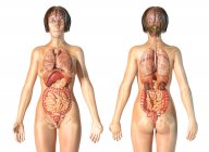 Anatomía femenina que muestra órganos internos con esqueleto sobre fondo blanco
. - foto de stock