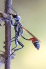 Close-up de vespa de cintura de fio sentado no ramo da planta . — Fotografia de Stock