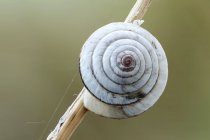 Primer plano de caracol en hibernación en rama delgada . - foto de stock