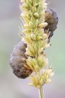 Lagarta rastejando na grama foxtail amarelo . — Fotografia de Stock