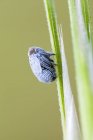 Tree hopper nymph perched on plant. — Stock Photo