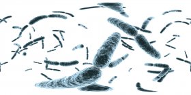 Бактерии Lactobacillus, цифровая иллюстрация с панорамой 360 градусов
. — стоковое фото