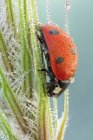 Seven spot ladybug on dew-covered spike. — Stock Photo