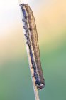 Close-up of fungus infecting caterpillar on plant stem. — Stock Photo