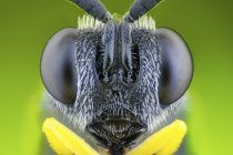 Avispa parasitaria con ojos y antenas, retrato frontal . - foto de stock