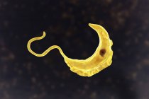 Illustration numérique d'un protozoaire parasite du trypanosome causant la maladie du sommeil transmise par le sang . — Photo de stock