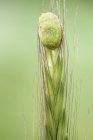 Close-up of caterpillar cocoon on top of grass seedhead. — Stock Photo