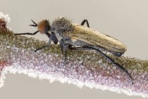 Empid fly on frozen branch covered with ice crystals. — Stock Photo