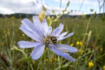 Abelha Habropoda em flor de chicória comum no campo . — Fotografia de Stock