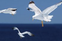 Aves gaivotas em voo com asas estendidas sobre o mar . — Fotografia de Stock