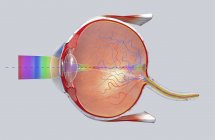 3d ilustración de una sección transversal del ojo humano en una vista lateral . - foto de stock