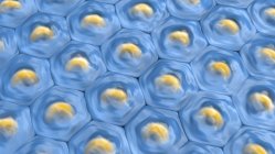 Illustrazione 3d del modello di cellule blu con nuclei gialli . — Foto stock