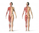 Sistemas esqueléticos y musculares femeninos sobre fondo blanco . - foto de stock