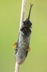 Пилкоподібна комаха сидить на гілці дикої рослини . — стокове фото