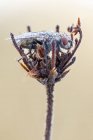 М'ята муха сидить на гнізді в сушеній дикій рослині . — стокове фото