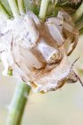 Femmina ragno granchio guardia nido sulla pianta . — Foto stock