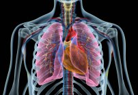 Corazón humano con vasos, pulmones, árbol bronquial y caja torácica cortada en efecto de rayos X sobre fondo negro . - foto de stock