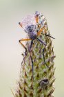 Dagger fly sitting on Plantago lanceolata plant. — Stock Photo
