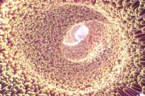 3d иллюстрация проекций кишечника, похожих на ворсинки, распространяющихся в просвете тонкой кишки — стоковое фото