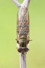 Close-up de marmelada hoverfly empoleirado no ramo da planta . — Fotografia de Stock