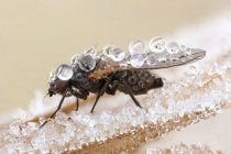 Close-up de mosca coberta por gotas de orvalho e cristais de gelo . — Fotografia de Stock