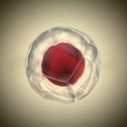 3D-Darstellung der Zellteilung, der Zellmembran und der Spaltung des roten Zellkerns. — Stockfoto