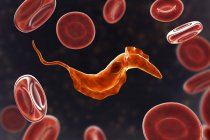 Illustration numérique du parasite trypanosome dans le sang causant la maladie de Chagas
. — Photo de stock