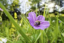 Primer plano de abeja de cuernos largos en setos flor de cranesbill en el prado . - foto de stock
