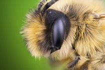 Gros plan sur le portrait d'abeilles minières, macrophotographie scientifique . — Photo de stock
