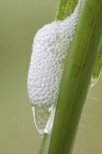 Froghopper nymph building defensive foam structure on plant. — Stock Photo