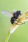 Hongos entomopatógenos creciendo en el cuerpo de la mosca . - foto de stock