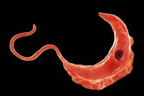 Цифровая иллюстрация трипаносомного протозомного паразита, вызывающего сонную болезнь, передающуюся кровью . — стоковое фото