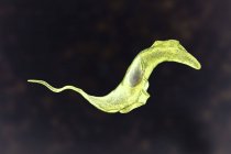 Цифровая иллюстрация трипаносомного паразита, вызывающего болезнь Шагаса . — стоковое фото