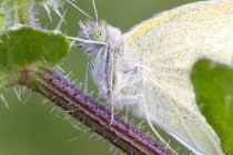 Small white butterfly on fresh stem. — Stock Photo