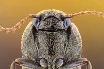 Primer plano del retrato frontal del escarabajo clic con antenas . - foto de stock
