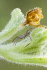 Close-up de aranha web berçário em esguichando haste de pepino . — Fotografia de Stock