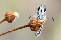 Grizzled skipper sitting on dried wild plant. — Stock Photo