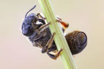 Hymenopteran colgando del tallo de la planta verde . - foto de stock