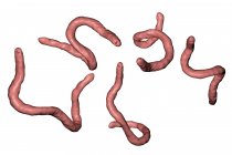 Illustrazione digitale degli anchilostomi parassiti Ancylostoma duodenale . — Foto stock