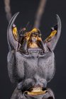Primer plano de los demonios entrenador escarabajo caballo con grandes mandíbulas . - foto de stock