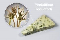 Formaggio Roquefort e illustrazione digitale del fungo Penicillium roqueforti . — Foto stock