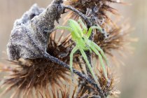 Close-up de aranha de teia de viveiro verde em posição de caça em planta selvagem . — Fotografia de Stock